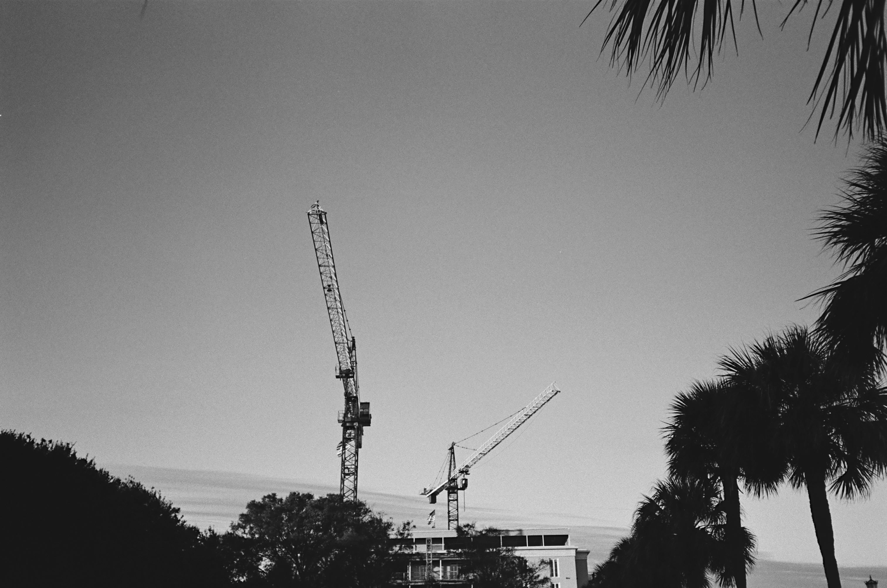 an image of cranes shot on black and white film